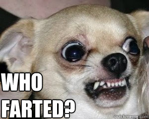 who farted? - who farted?  Mean Chihuahua