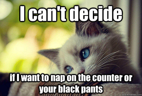 I can't decide  if I want to nap on the counter or your black pants  First World Problems Cat