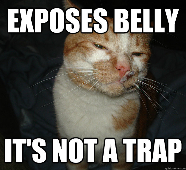 Exposes Belly It's not a trap - Exposes Belly It's not a trap  Cool Cat Craig
