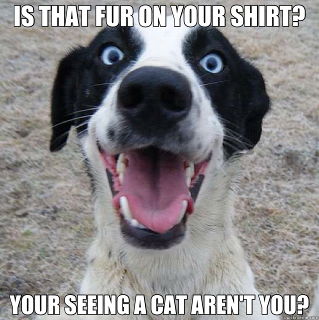 IS THAT FUR ON YOUR SHIRT? YOUR SEEING A CAT AREN'T YOU? - IS THAT FUR ON YOUR SHIRT? YOUR SEEING A CAT AREN'T YOU?  Overly Attached Dog