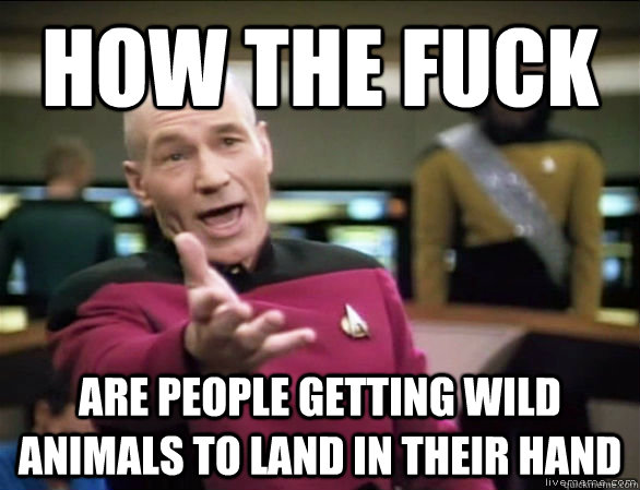 how the fuck are people getting wild animals to land in their hand - how the fuck are people getting wild animals to land in their hand  Annoyed Picard HD