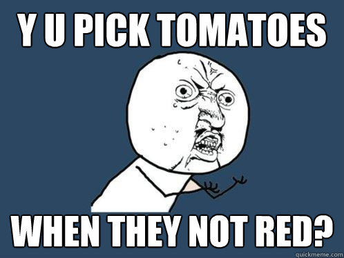 y u pick tomatoes when they not red?  Y U No