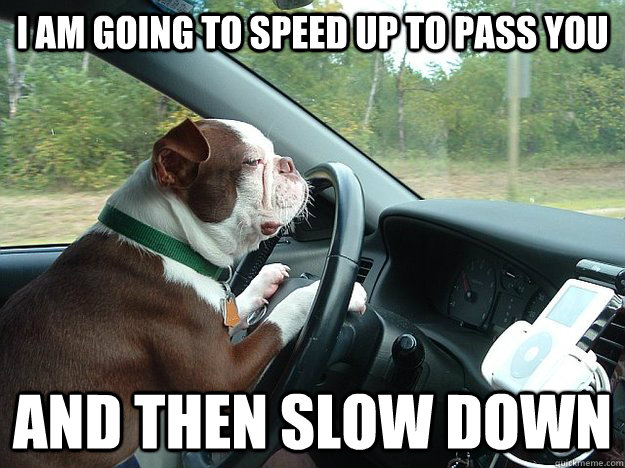 I am going to speed up to pass you and then slow down - I am going to speed up to pass you and then slow down  Bad Driver Dog