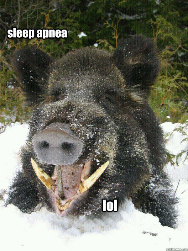 lol sleep apnea Happy Dead Boar quickmeme