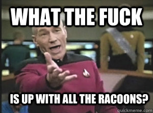 What the fuck is up with all the racoons?  Annoyed Picard