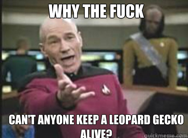 Why the fuck can't anyone keep a leopard gecko alive?  What the Fuck