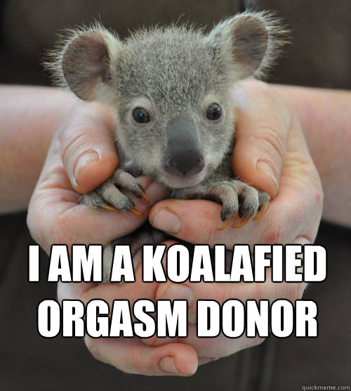 i am a koalafied orgasm donor - i am a koalafied orgasm donor  Horny Koala
