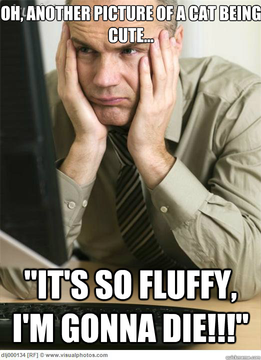 Oh, Another picture of a cat being cute... 