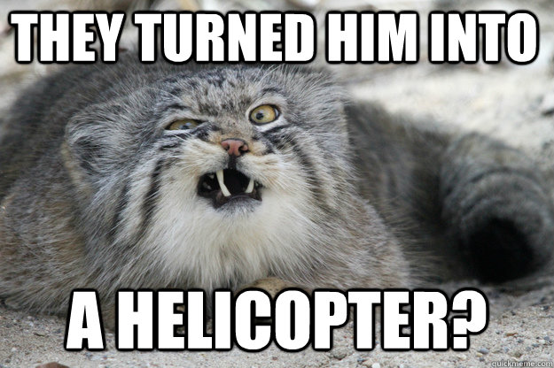 They turned him into a helicopter? - They turned him into a helicopter?  undomesticated cat