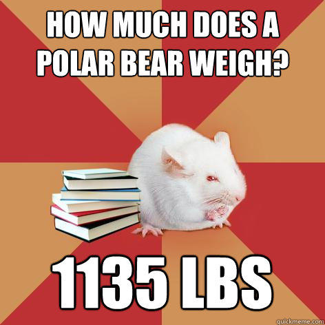 How much does a polar bear weigh? 1135 lbs - How much does a polar bear weigh? 1135 lbs  Science Major Mouse