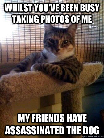 Whilst you've been busy taking photos of me My friends have assassinated the dog  The Most Interesting Cat in the World