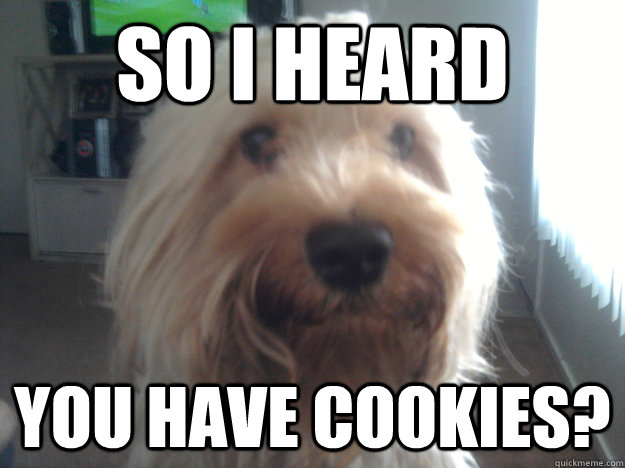 So I heard  You have cookies?  Curious dog
