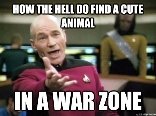 How the hell do find a cute animal in a war zone  Annoyed Picard HD