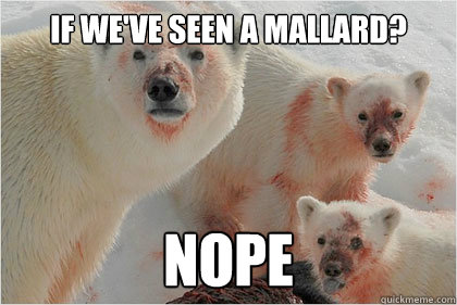 if we've seen a mallard? nope  Bad News Bears