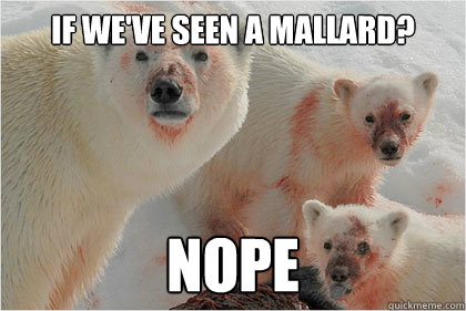 if we've seen a mallard? nope - if we've seen a mallard? nope  Bad News Bears