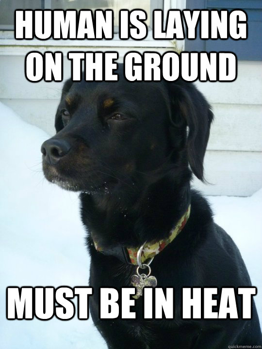 Human is laying on the ground MUST BE IN HEAT  Philosophical Puppy