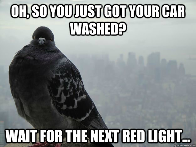 Oh, so you just got your car washed? Wait for the next red light... - Oh, so you just got your car washed? Wait for the next red light...  Angry Bird