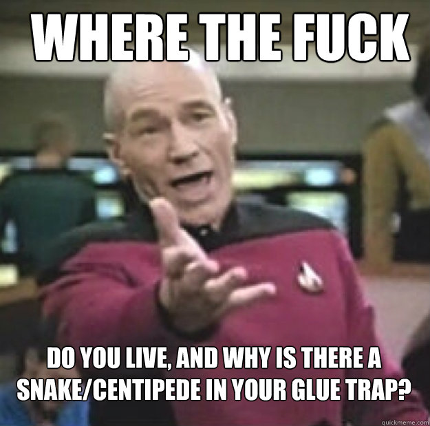 WHERE THE FUCK DO YOU LIVE, and why is there a snake/centipede in your glue trap? - WHERE THE FUCK DO YOU LIVE, and why is there a snake/centipede in your glue trap?  Misc