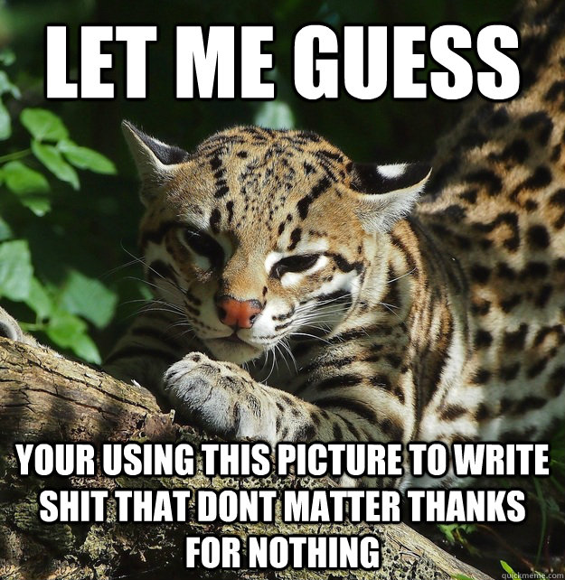 let me guess your using this picture to write shit that dont matter thanks for nothing  Opinion Ocelot