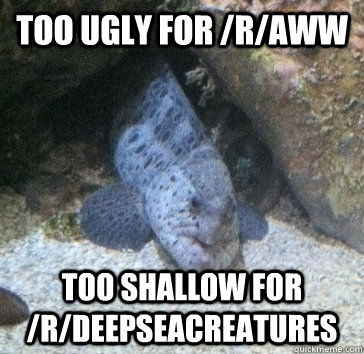 too ugly for /r/aww too shallow for /r/deepseacreatures - too ugly for /r/aww too shallow for /r/deepseacreatures  Grumpy Fish