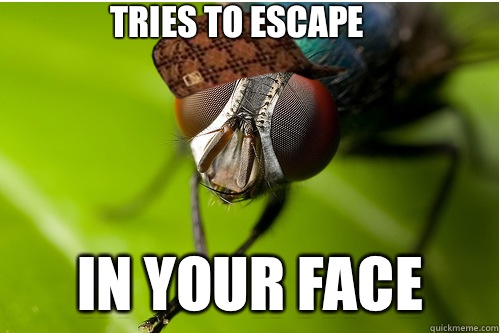 TRIES TO ESCAPE IN YOUR FACE  