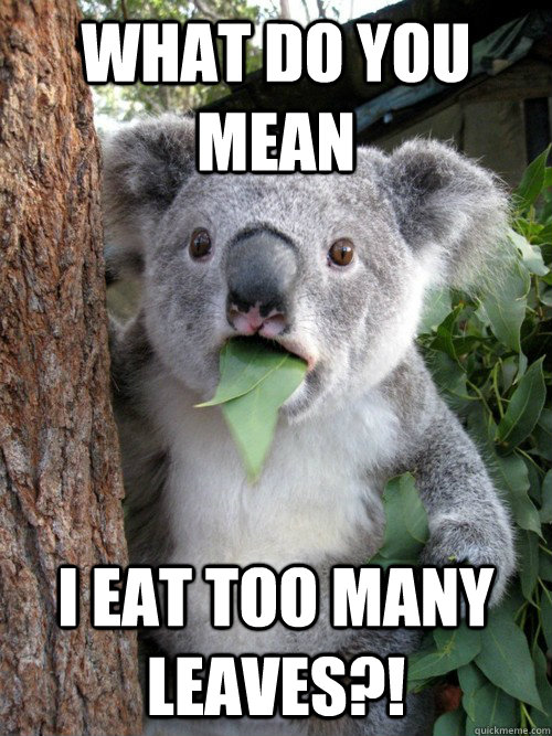 What do you mean I eat too many leaves?!  koala bear