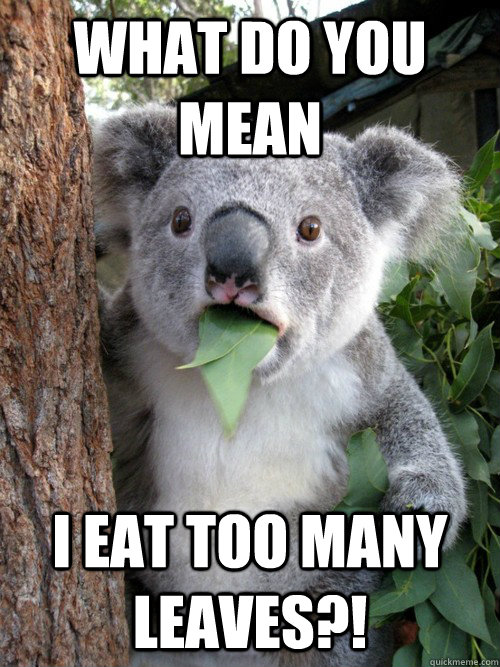What do you mean I eat too many leaves?!  koala bear