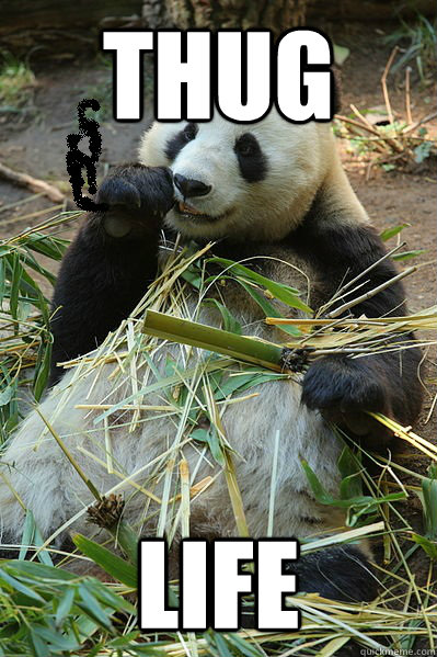 Thug Life  Panda Thug Life