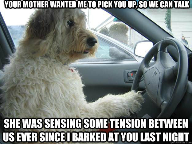 your mother wanted me to pick you up, so we can talk she was sensing some tension between us ever since i barked at you last night  