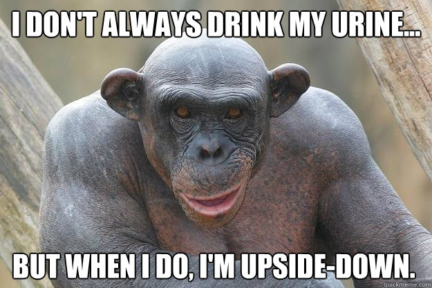 I don't always drink my urine... but when I do, I'm upside-down.  The Most Interesting Chimp In The World