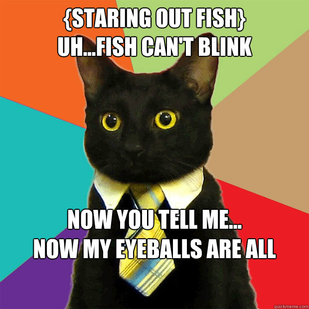 {staring out fish}
Uh...fish can't blink now you tell me...
Now my eyeballs are all dried up  Business Cat