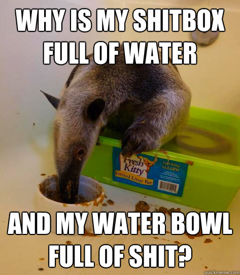 Why is my shitbox full of water And my water bowl full of shit? - Why is my shitbox full of water And my water bowl full of shit?  Antithetical Anteater