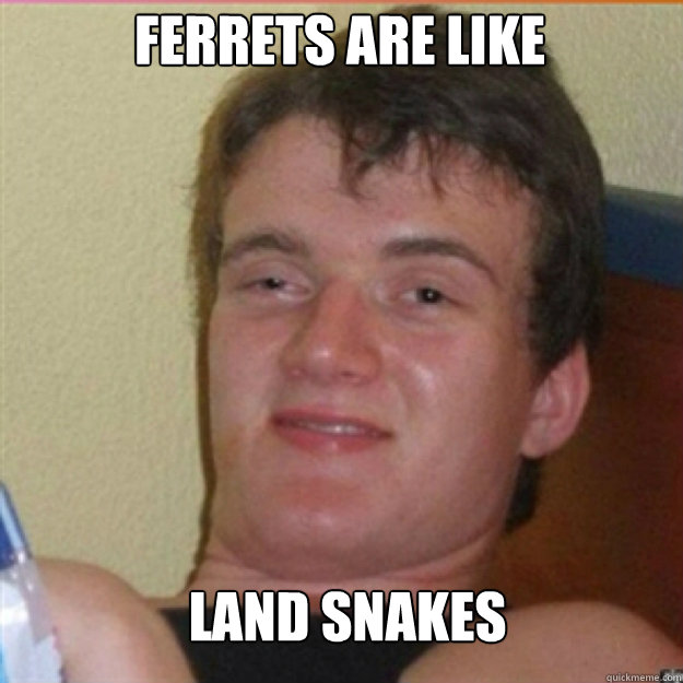 Ferrets are like Land snakes  