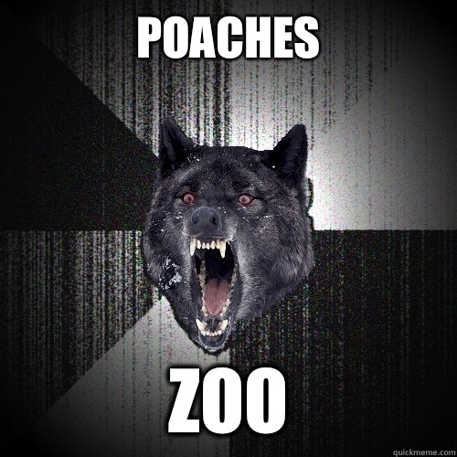 Poaches Zoo  Insanity Wolf