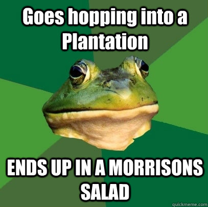 Goes hopping into a Plantation ENDS UP IN A MORRISONS SALAD  Foul Bachelor Frog