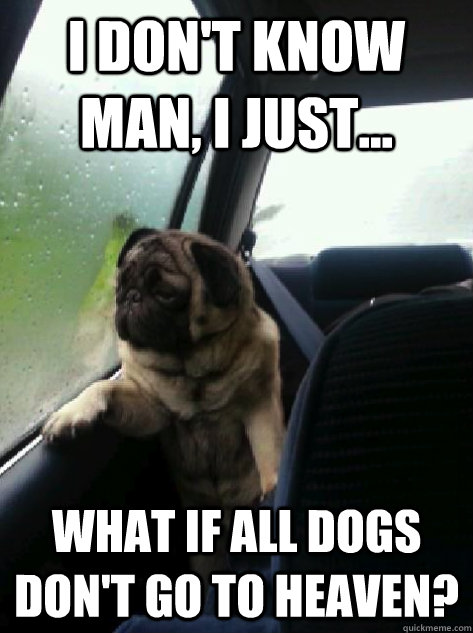 I don't know man, I just... What if all dogs don't go to heaven?  Introspective Pug