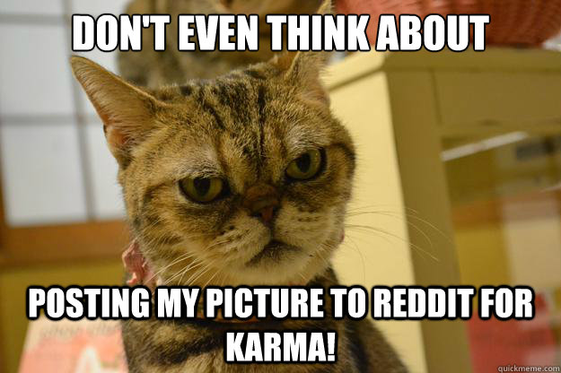don't even think about Posting my picture to reddit for Karma!  Angry Cat