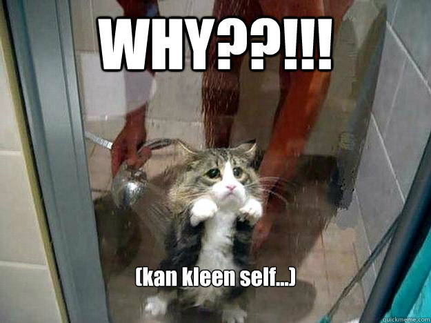 WHY??!!! (kan kleen self...)

  Shower kitty