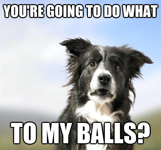 You're going to do what to my balls?  Shocked Dog
