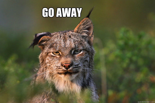 Go away - Go away  Annoyed Lynx
