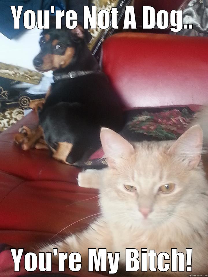 YOU'RE NOT A DOG.. YOU'RE MY BITCH! Misc