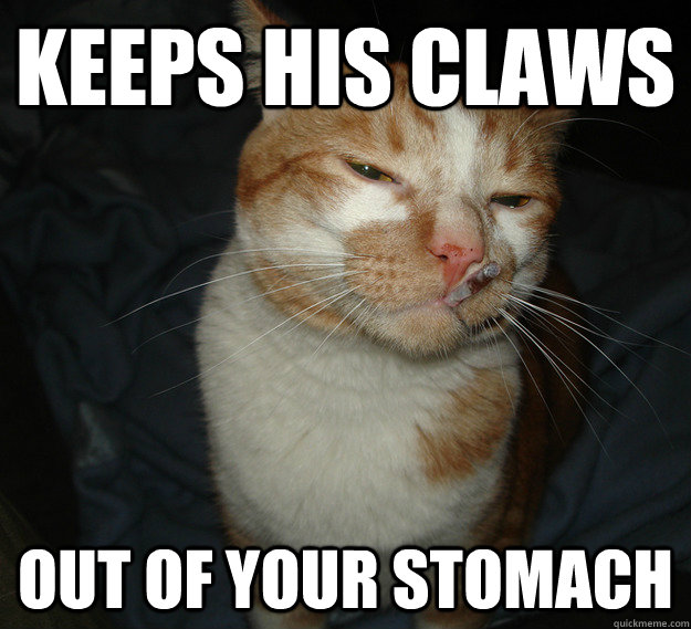 keeps his claws out of your stomach  Cool Cat Craig