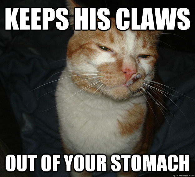 keeps his claws out of your stomach  Cool Cat Craig