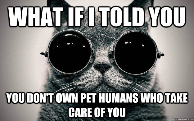 What if i told you You don't own pet humans who take care of you  Morpheus Cat Facts