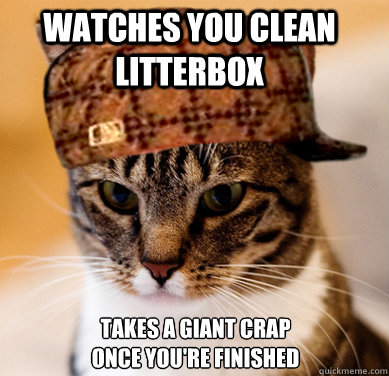 Watches You Clean Litterbox Takes a giant crap once you're finished  Scumbag Cat