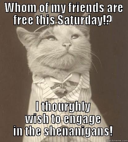 This Caturday -  WHOM OF MY FRIENDS ARE FREE THIS SATURDAY!? I THOURGHLY WISH TO ENGAGE IN THE SHENANIGANS! Aristocat