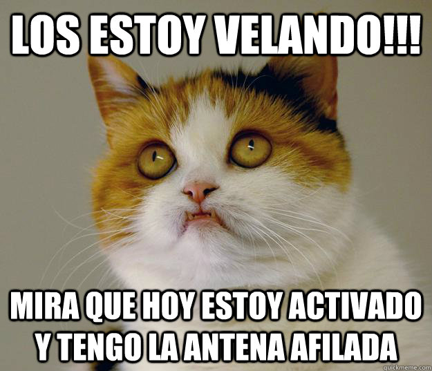 los estoy velando!!! mira que hoy estoy activado y tengo la antena afilada  Anger Management Cat