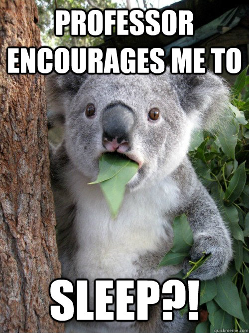 Professor encourages me to sleep?! - Professor encourages me to sleep?!  Surprised Koala