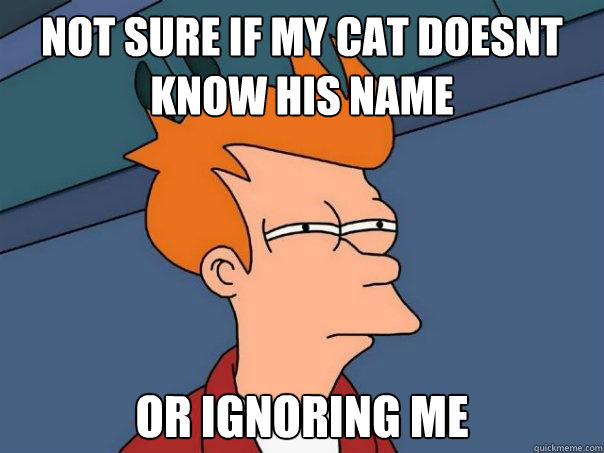 not sure if my cat doesnt know his name Or ignoring me  Futurama Fry
