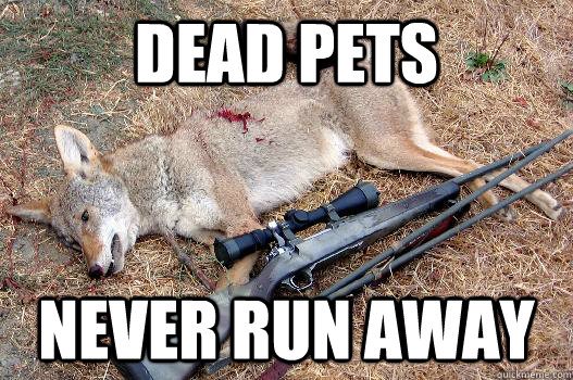 DEAD PETS  NEVER RUN AWAY  DEAD COYOTE